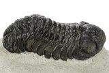 Fossil Austerops Trilobite - Morocco #331936-3